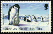 p. antartico.jpg (8711 byte)